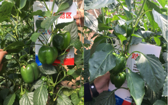 1525659793110321.png blob.png