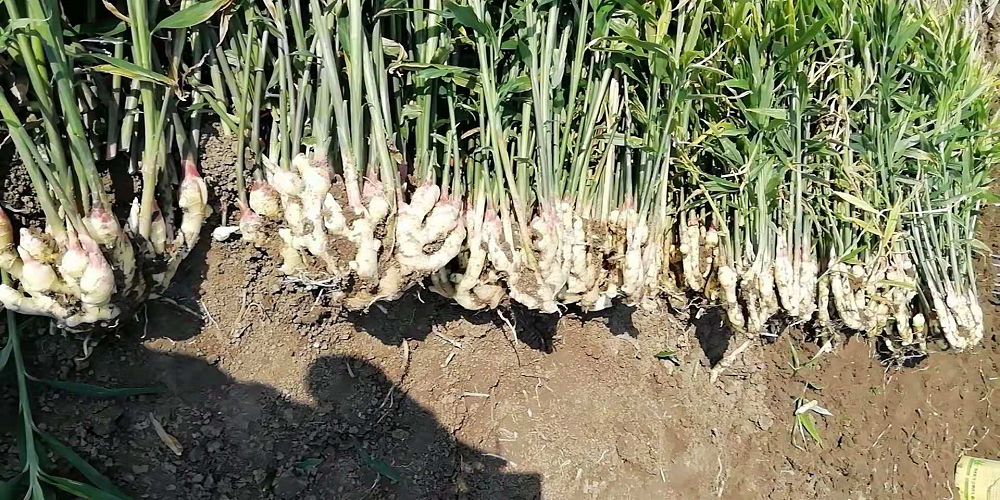 1553070910668584.png 4-2.png