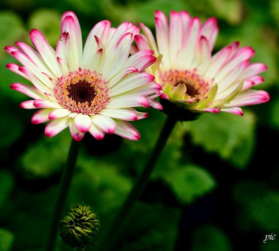 1553073760126513.png 1-2.png