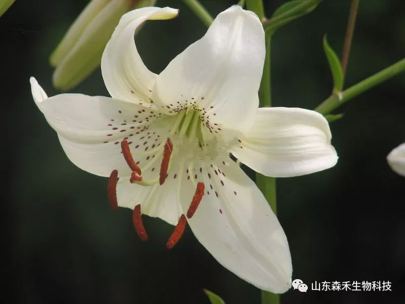 1553131653116026.png 1-2.png