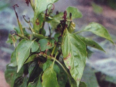 1553133679146006.png 1553133679146006.png