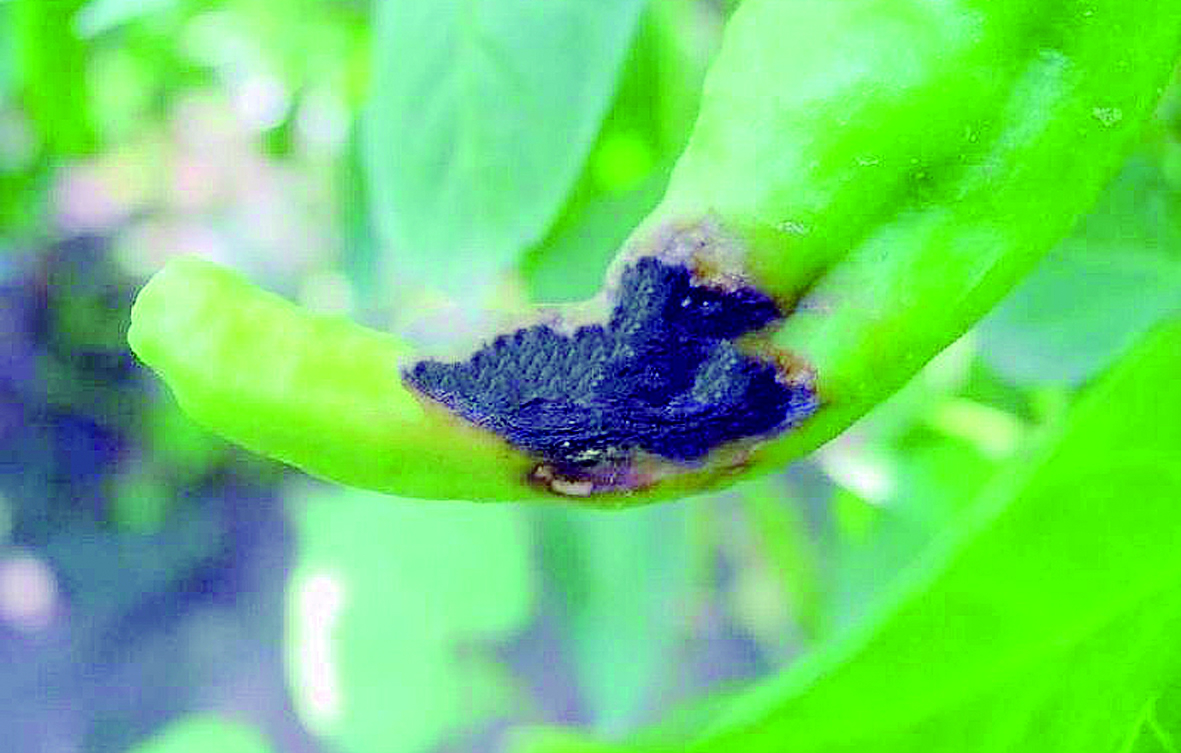 1553133992123677.png 1553133992123677.png