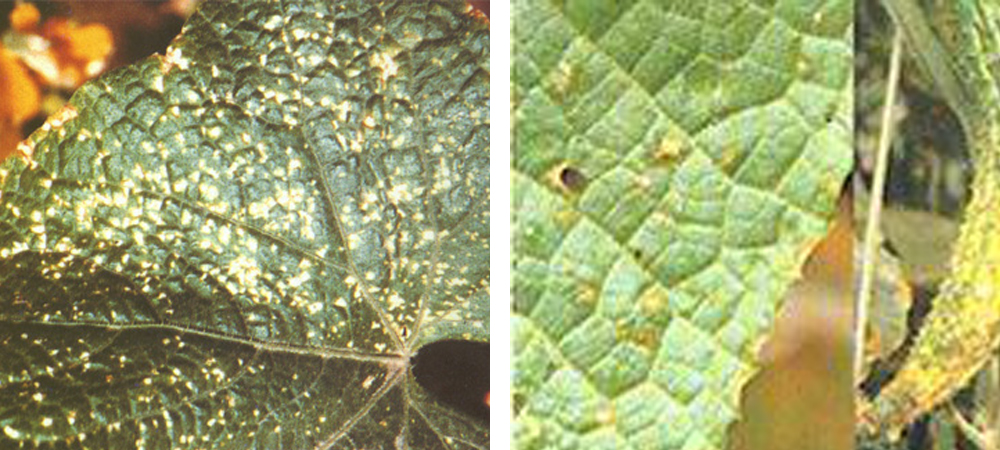 1561778787119826.jpg 病害3.jpg