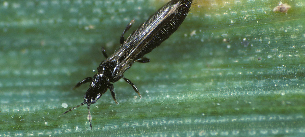 1561779056882452.jpg 病害6.jpg