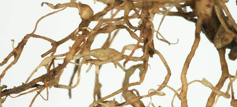 1561779061408974.jpg 病害7.jpg