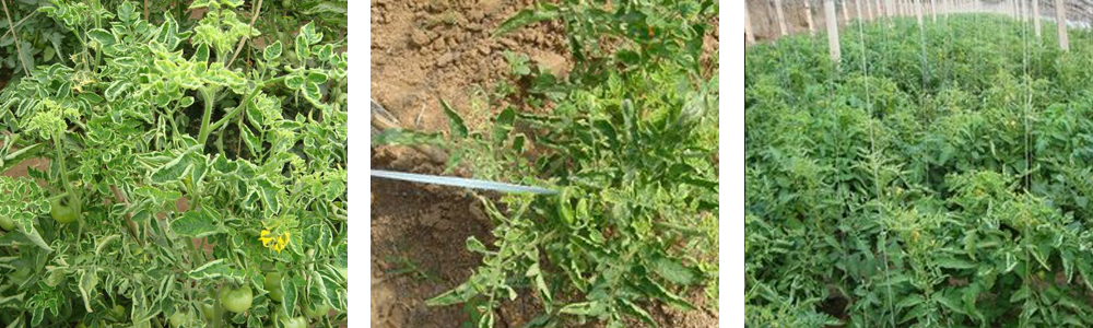 1561788552136242.jpg 5.jpg