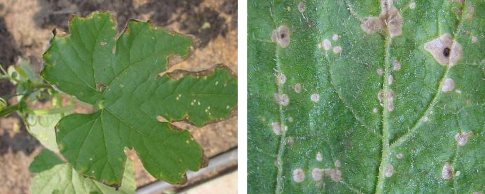 1561792071283493.jpg 9.jpg