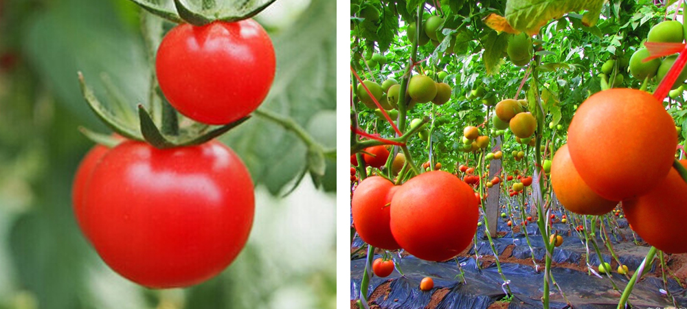 1562045209101124.jpg 1.jpg