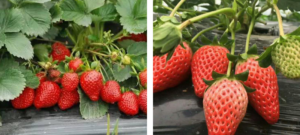 1562049354612600.jpg 2.jpg