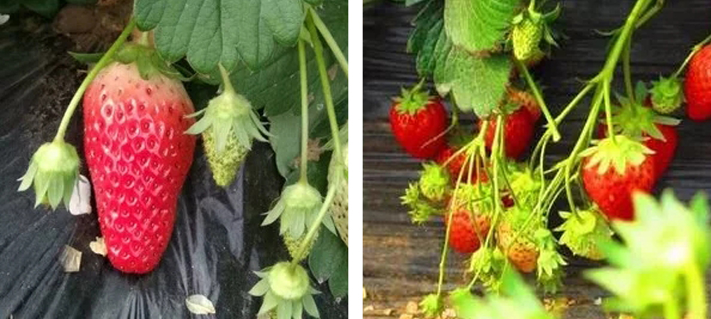 1562049364239342.jpg 3.jpg