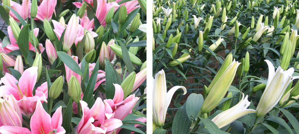 1562049788114856.jpg 1.jpg