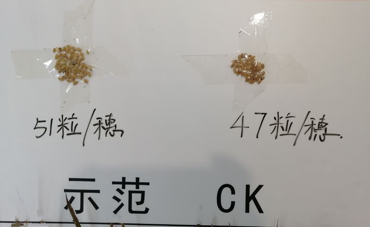 1592357198600106.jpg 11.jpg