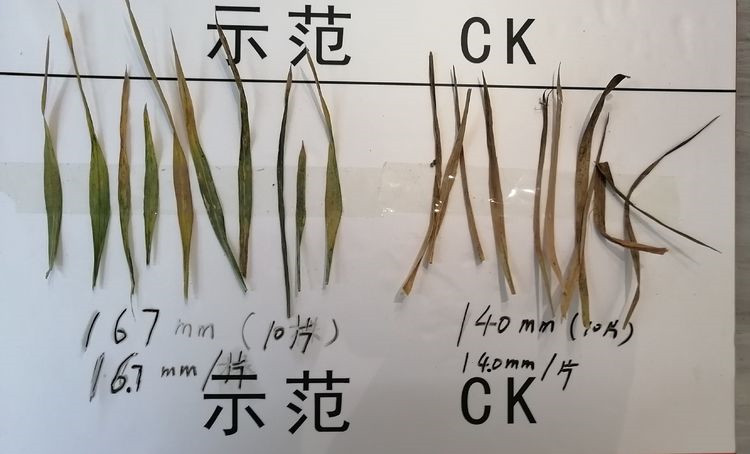 1592357255773171.jpg 副本.jpg